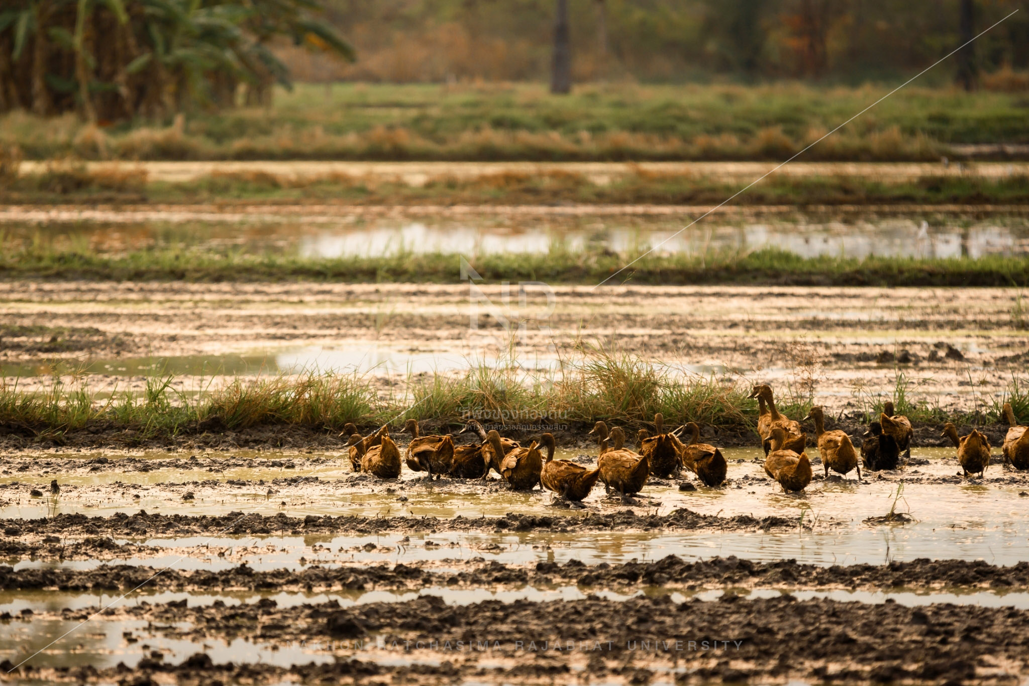 Rice Field in Talat Sub-District (15)
